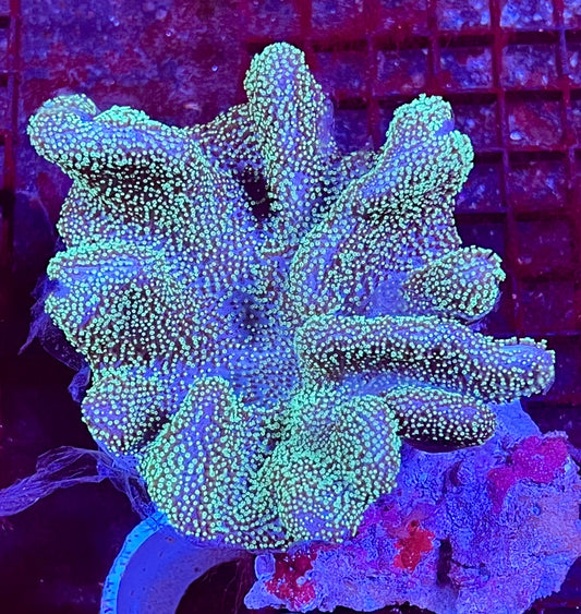 Extra Large Ultra Leather Aussie Coral
