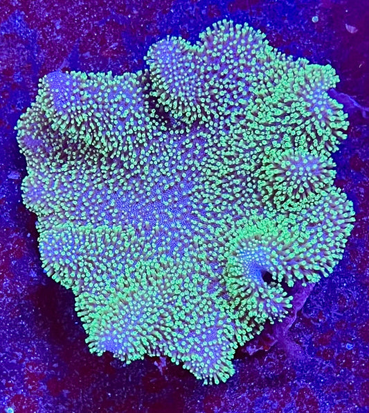 Extra Large Ultra Leather Aussie Coral