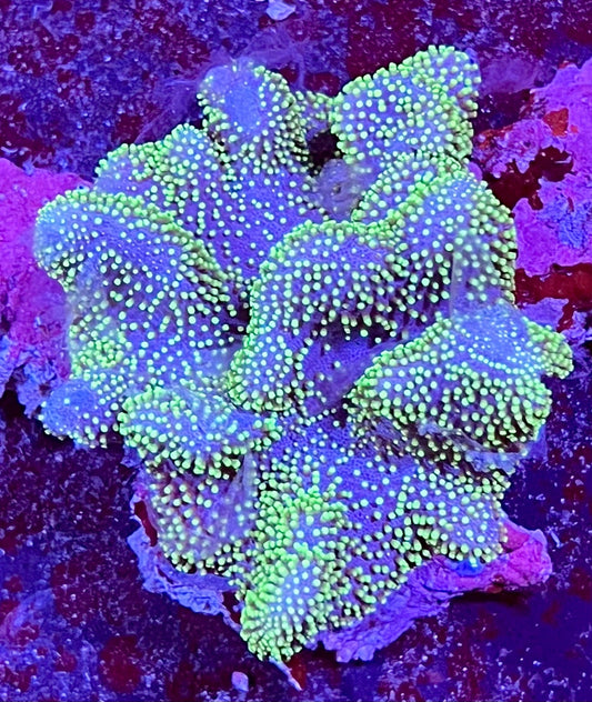 Extra Large Ultra Leather Aussie Coral