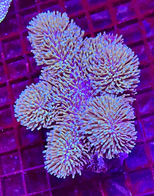 Extra Large Ultra Leather Aussie Coral