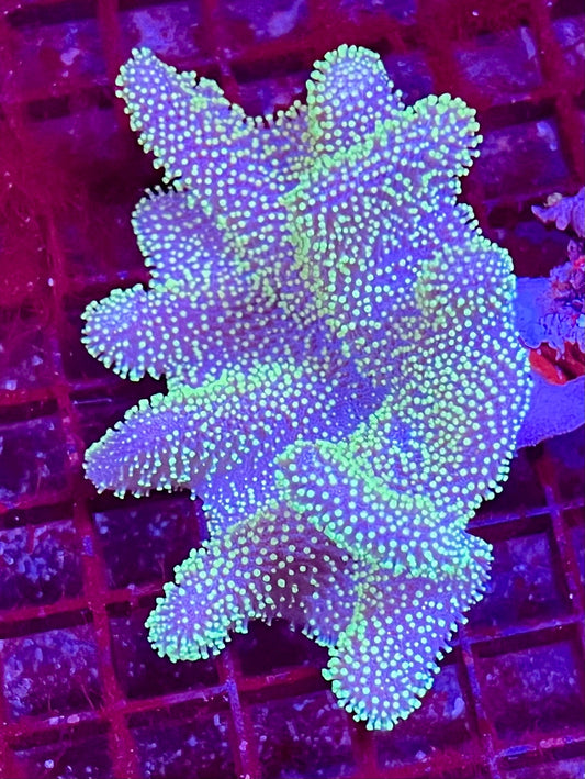 Extra Large Ultra Leather Aussie Coral