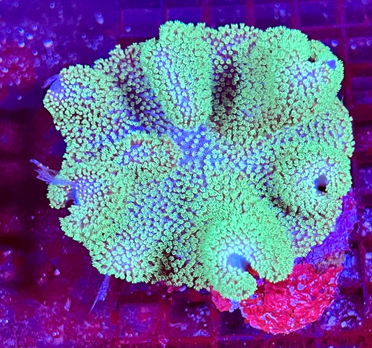 Extra Large Ultra Leather Aussie Coral