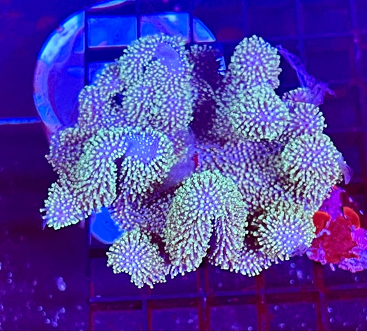 Extra Large Ultra Leather Aussie Coral