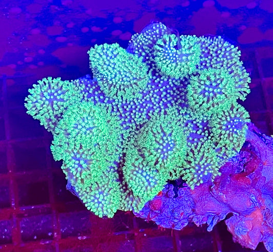Extra Large Ultra Leather Aussie Coral