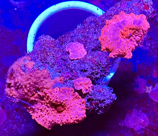 Super Ultra Aussie Mushroom Coral