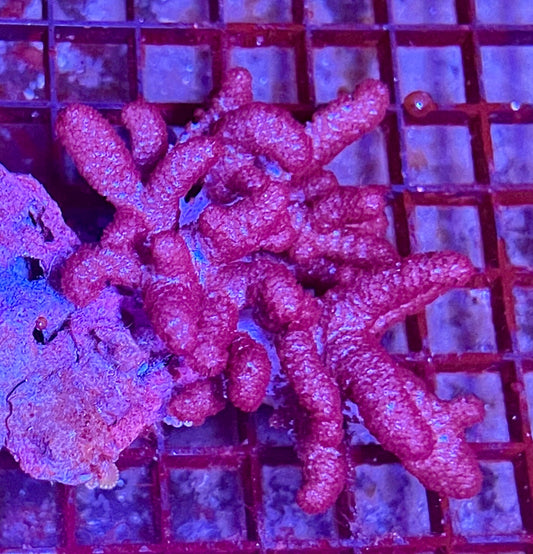 Extra Large Leather Coral