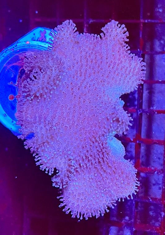 Extra Large Leather Coral