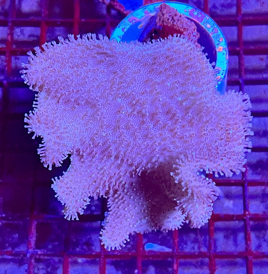 Extra Large Leather Coral