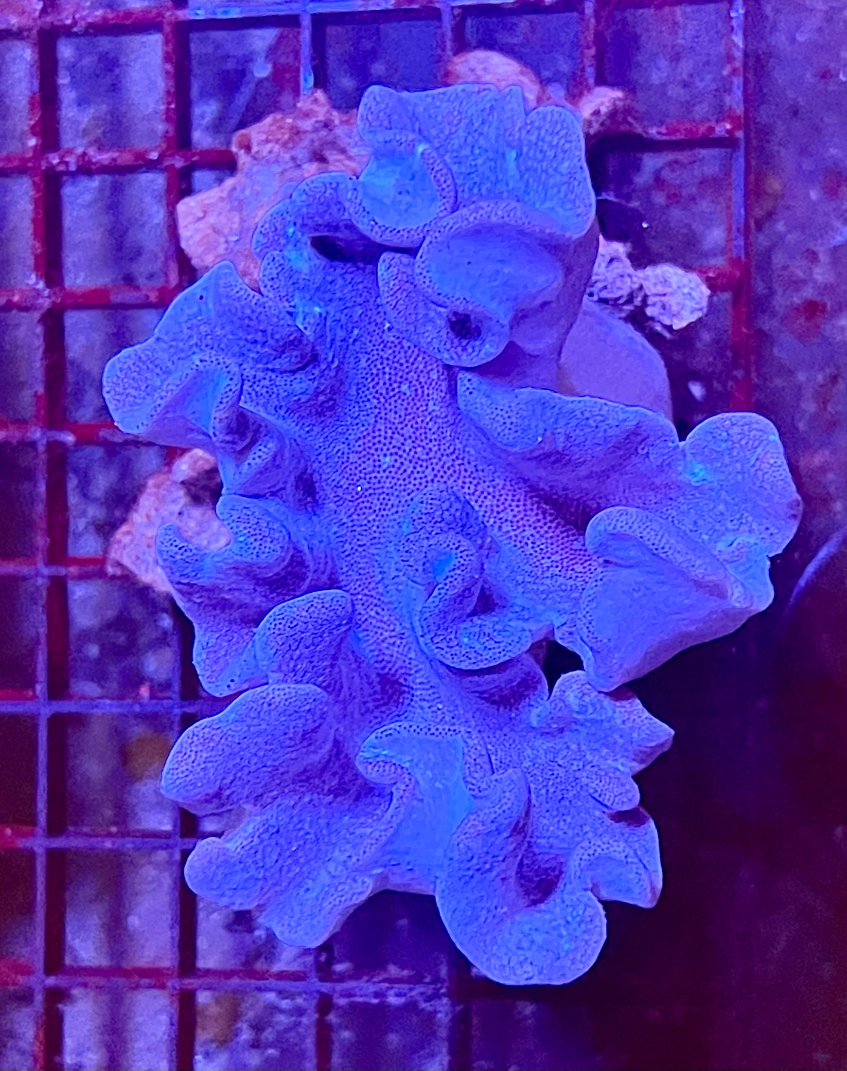 Extra Large Leather Coral