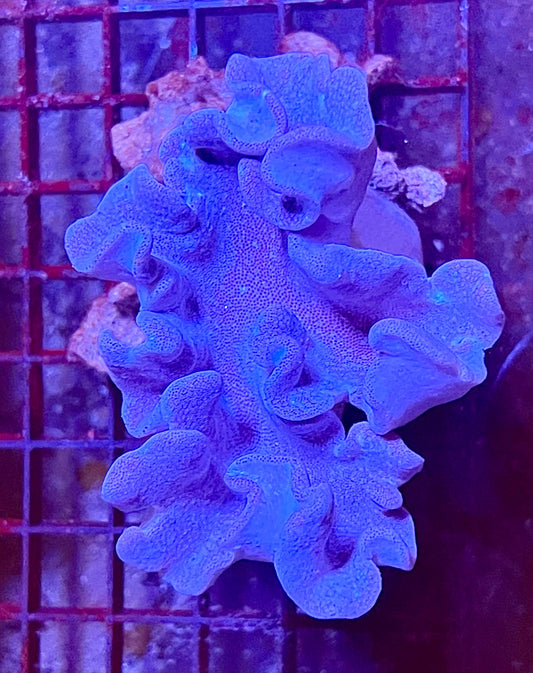 Extra Large Leather Coral