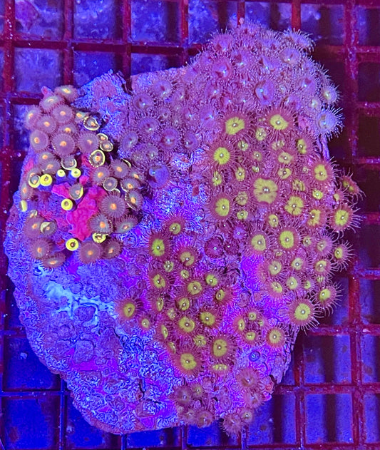 Large Mix Zoanthid Coral