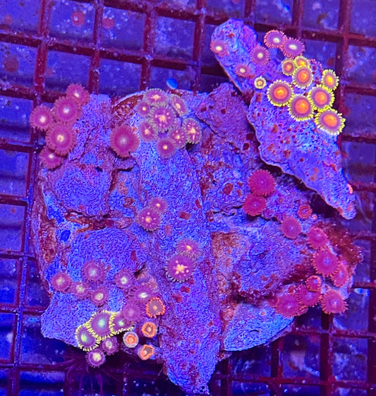 Large Mix Zoanthid Coral