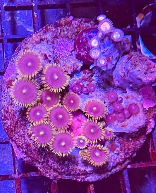 Large Mix Zoanthid Coral