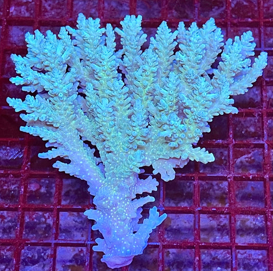 Extra Large Acropora Aussie Coral