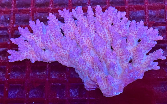 Extra Large Acropora Aussie Coral