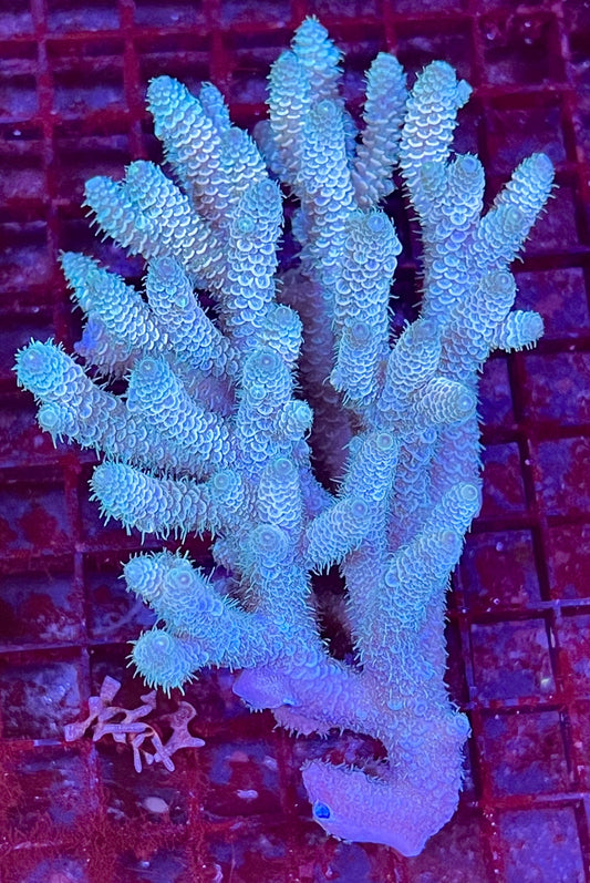 Extra Large Acropora Aussie Coral