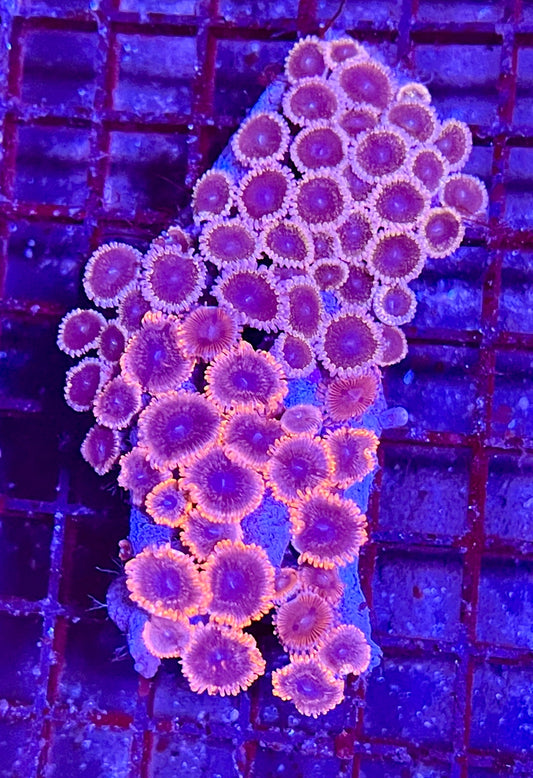 Extra Large Super Ultra Zoanthid Coral Colony