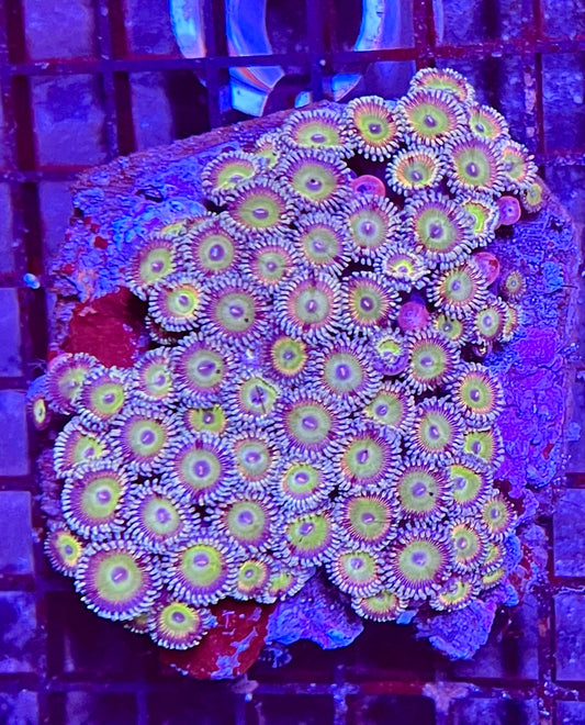 Extra Large Super Ultra Zoanthid Coral Colony