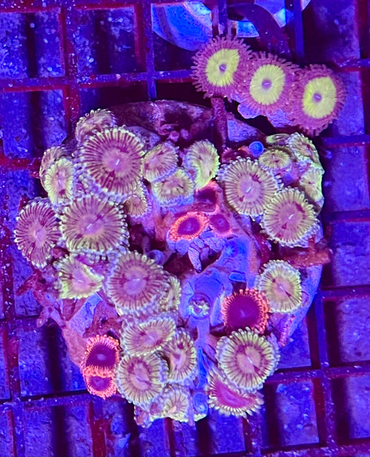 Extra Large Super Ultra Zoanthid Coral Colony