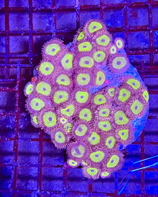 Extra Large Super Ultra Zoanthid Coral Colony