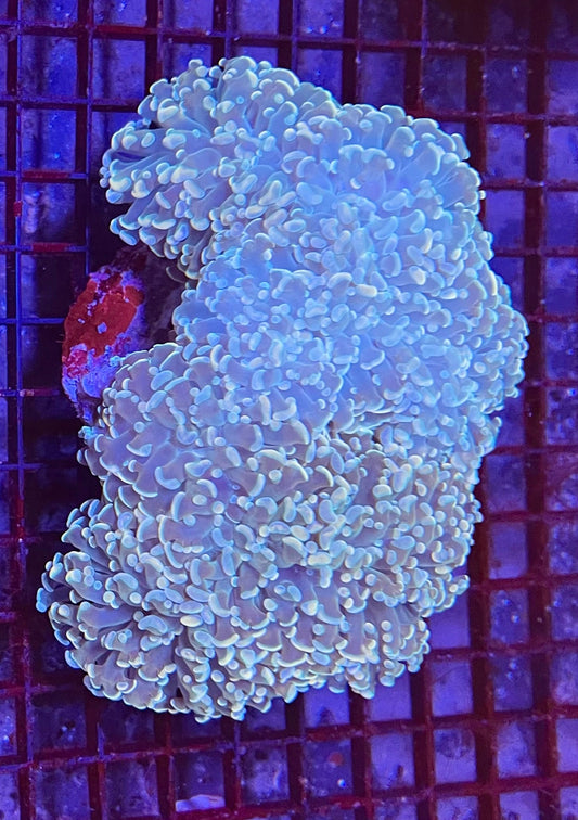 Extra Large Super Ultra Hammer Coral