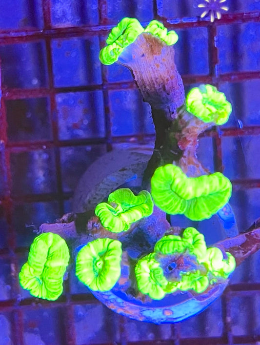 Neon Green Candy Cane Coral