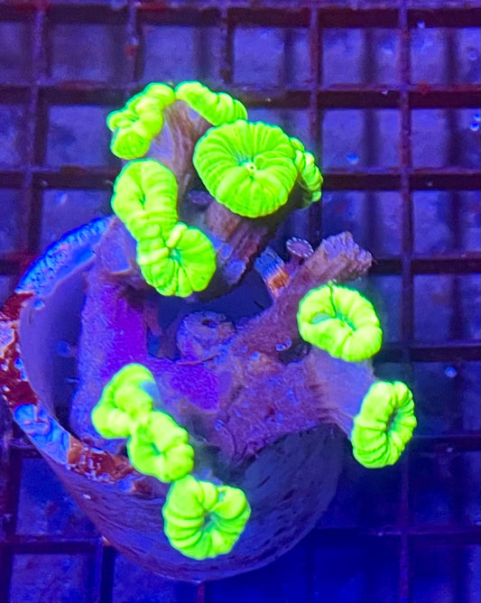 Neon Green Candy Cane Coral