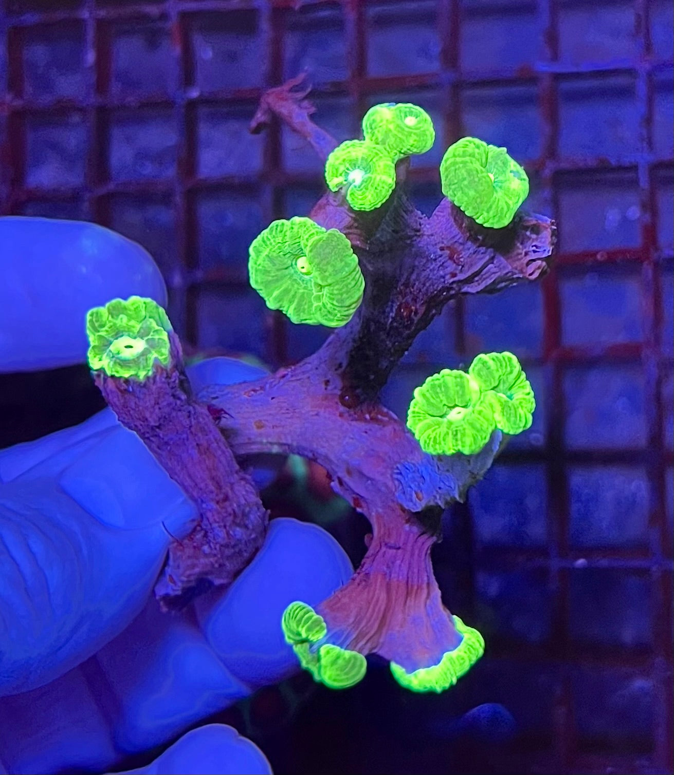 Neon Green Candy Cane Coral