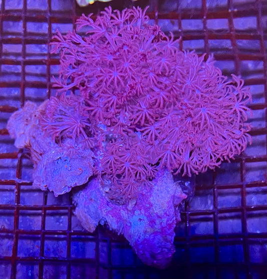Extra Large Ultra Xenia 