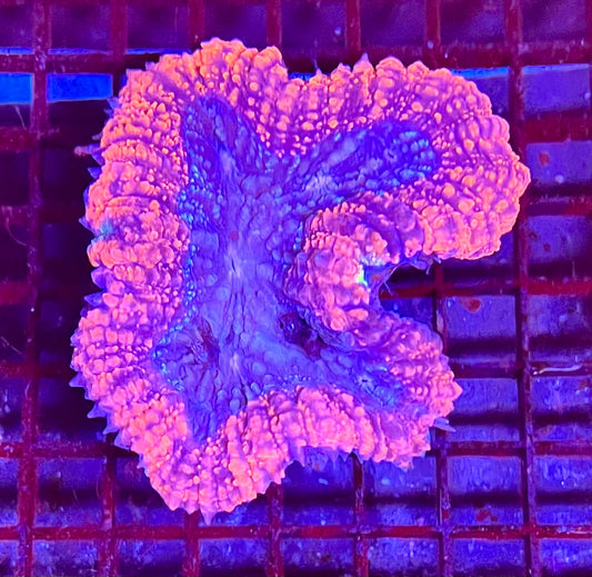 Extra Large Ultra Lobophyllia Coral