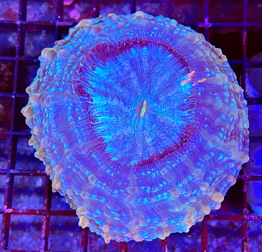 Large Super Ultra Acan Lorde Coral