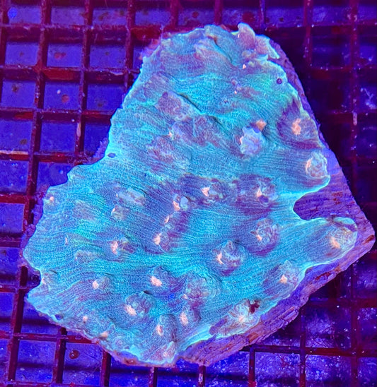 Extra Large Ultra Mycedium Coral