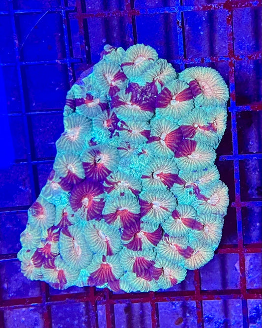 Extra Large Super Ultra Favia Coral