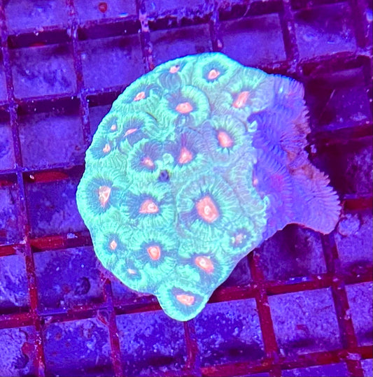 Extra Large Super Ultra Favia Coral