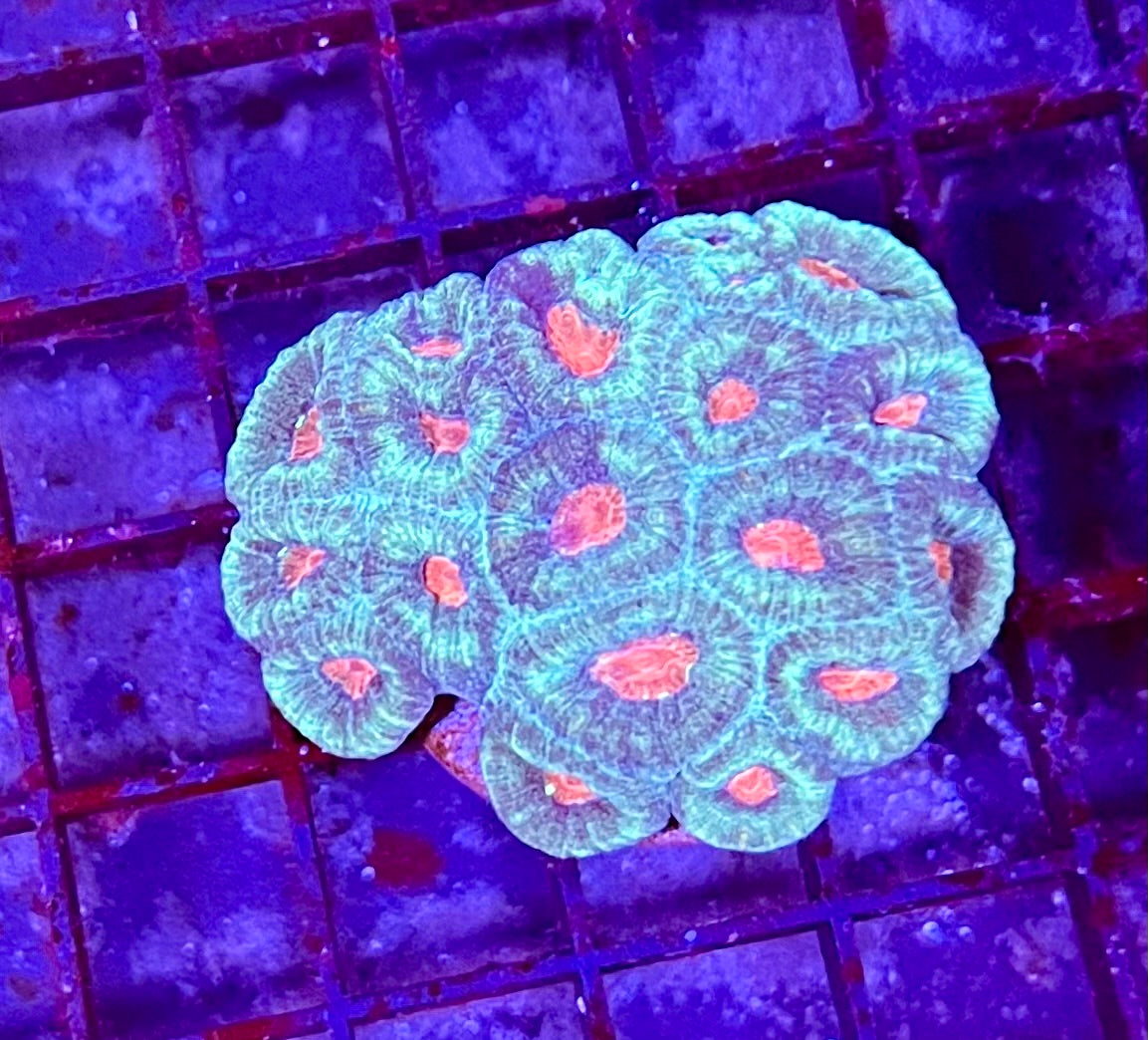 Extra Large Super Ultra Favia Coral