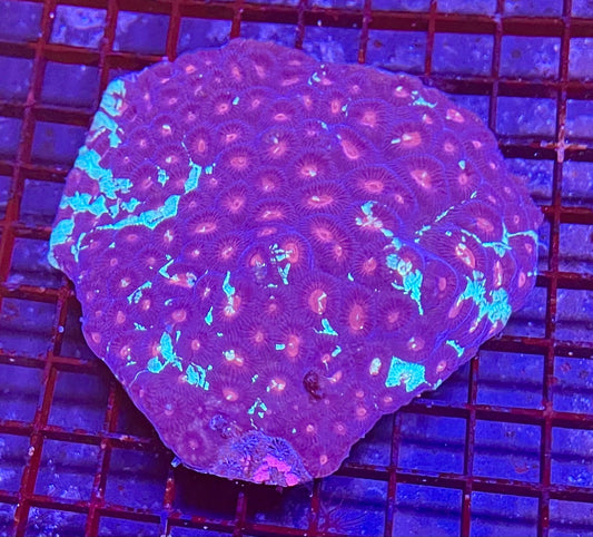 Extra Large Super Ultra Favia Coral