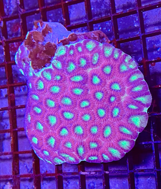 Extra Large Super Ultra Favia Coral
