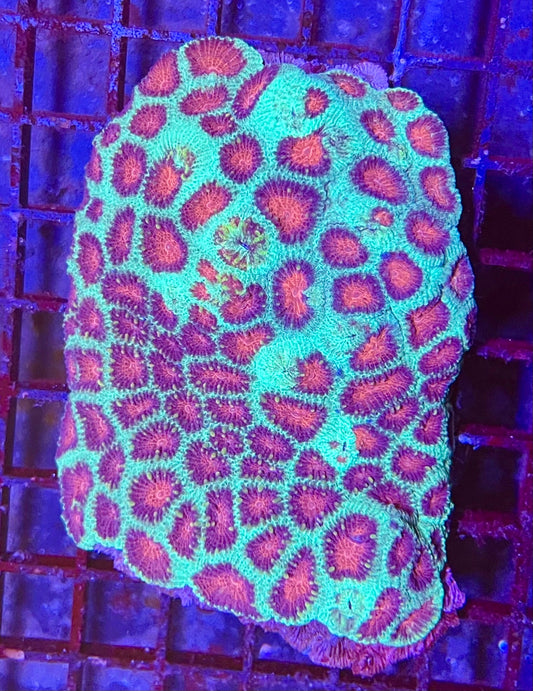 Extra Large Super Ultra Favia Coral