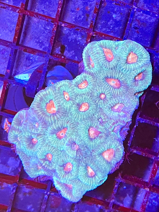 Extra Large Super Ultra Favia Coral