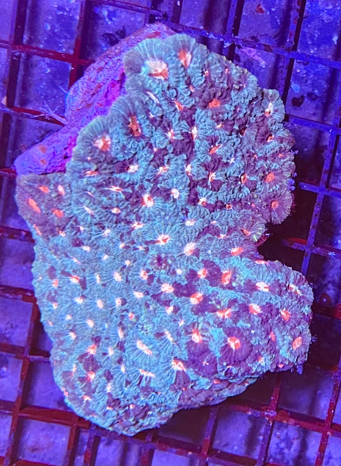 Extra Large Super Ultra Favia Coral