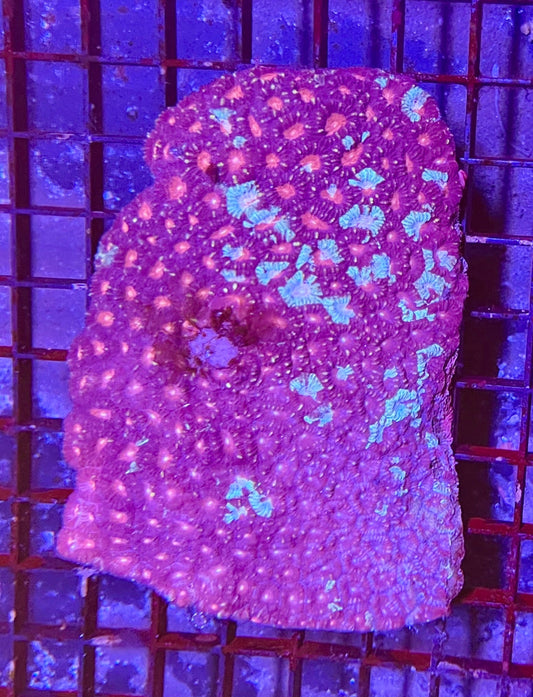 Extra Large Super Ultra Favia Coral