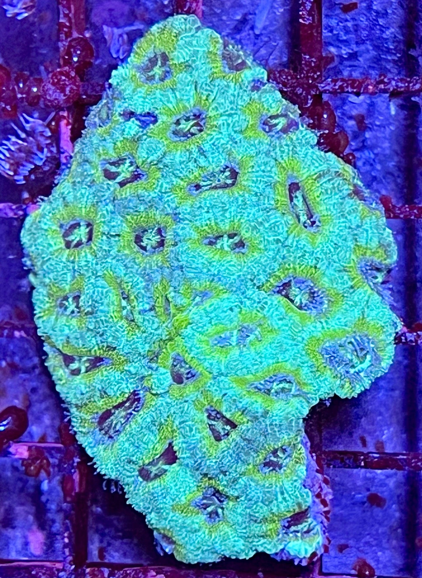Large Super Ultra Acan Lorde Coral