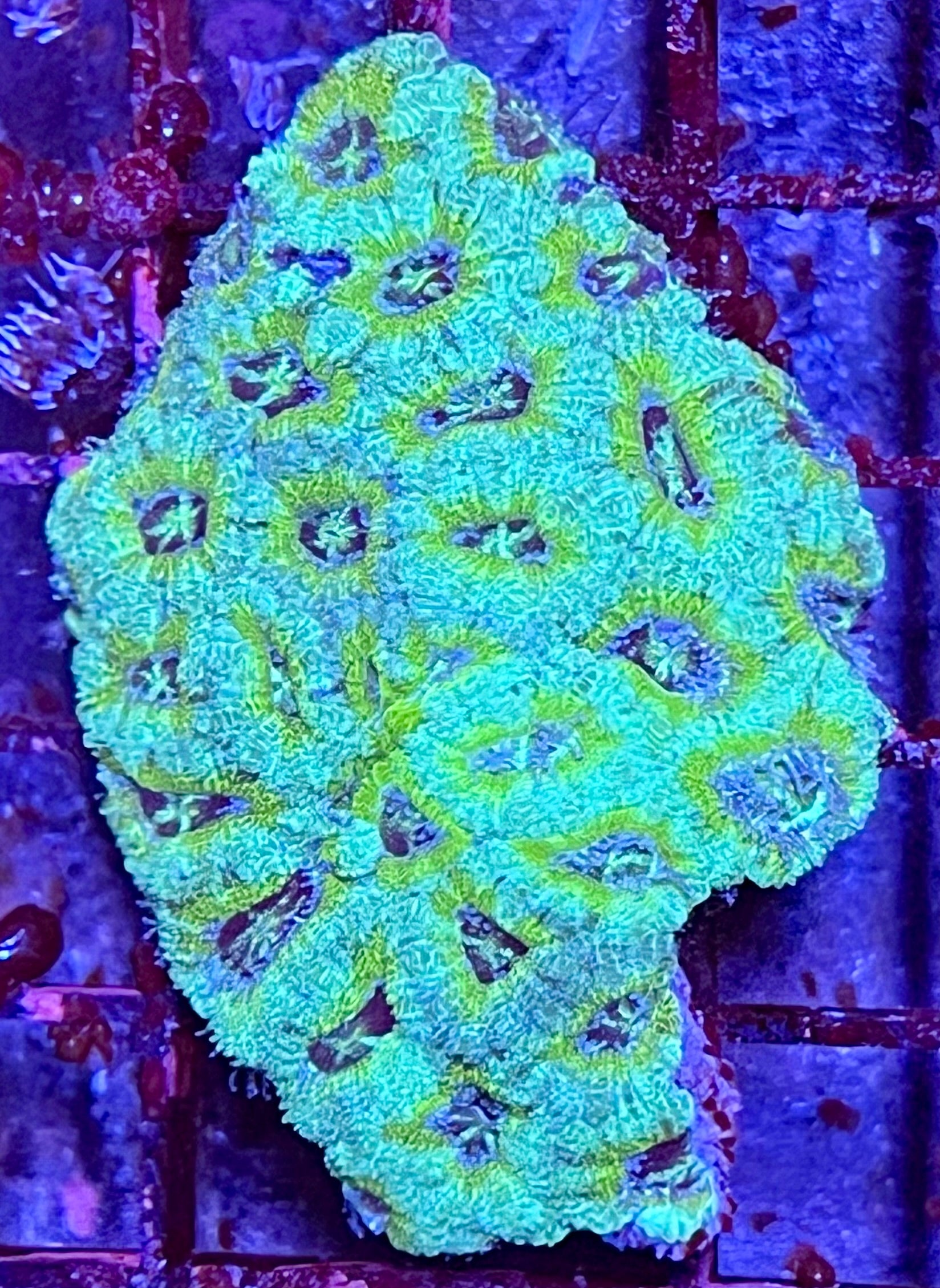 Large Super Ultra Acan Lorde Coral
