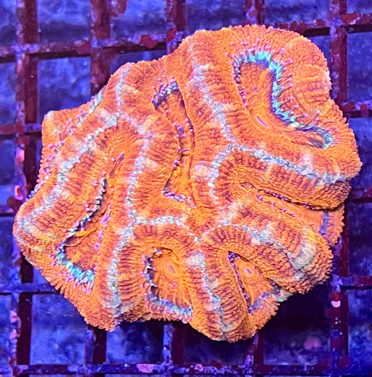 Large Super Ultra Acan Lorde Coral
