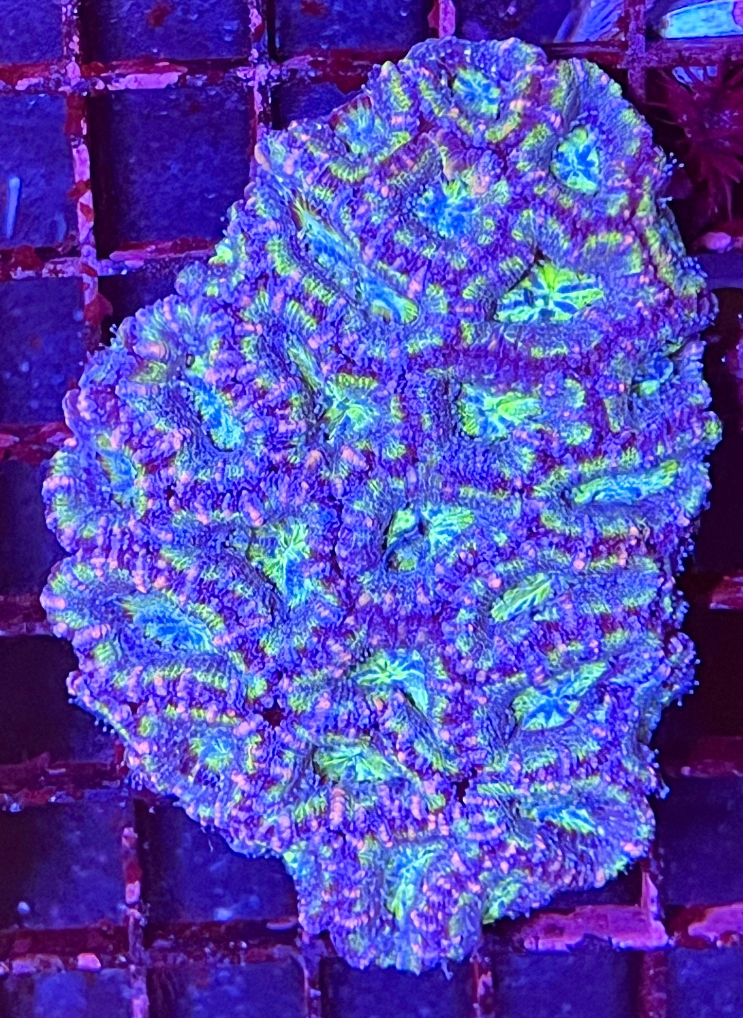 Large Super Ultra Acan Lorde Coral