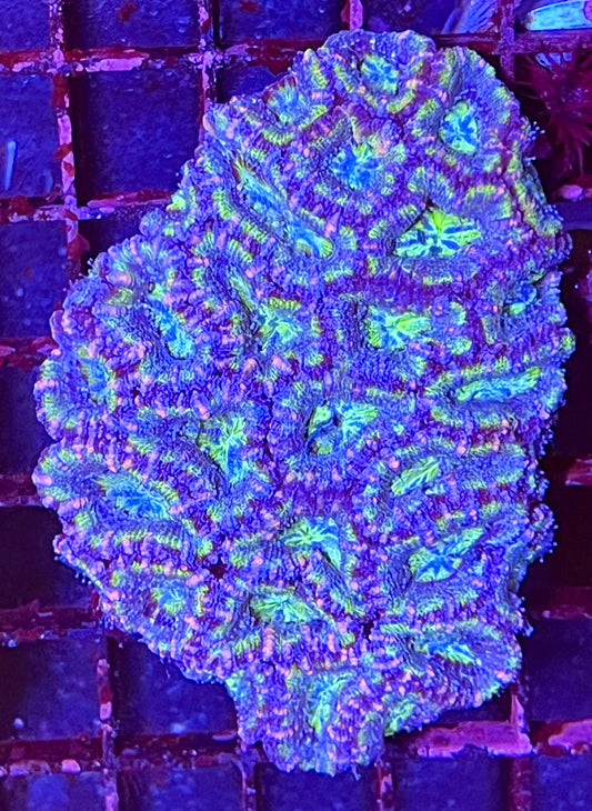 Large Super Ultra Acan Lorde Coral