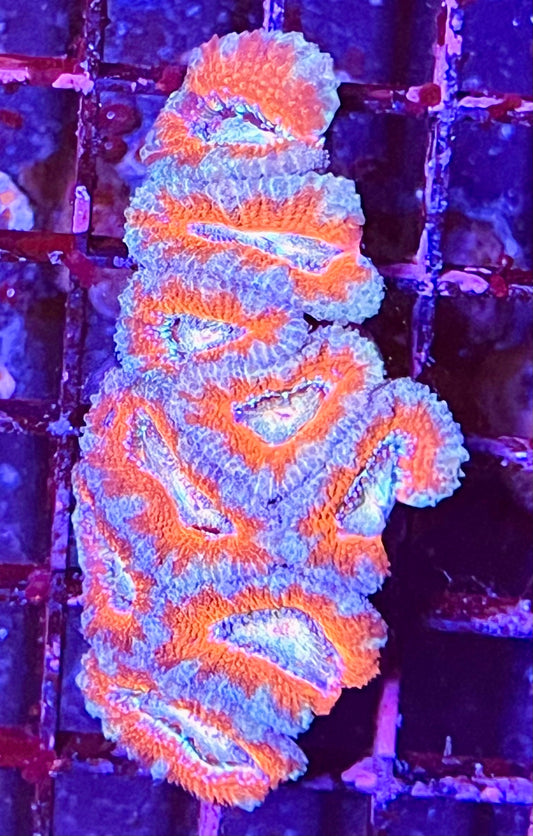 Large Super Ultra Acan Lorde Coral