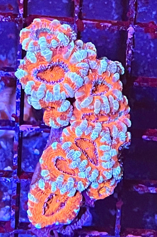 Large Super Ultra Acan Lorde Coral