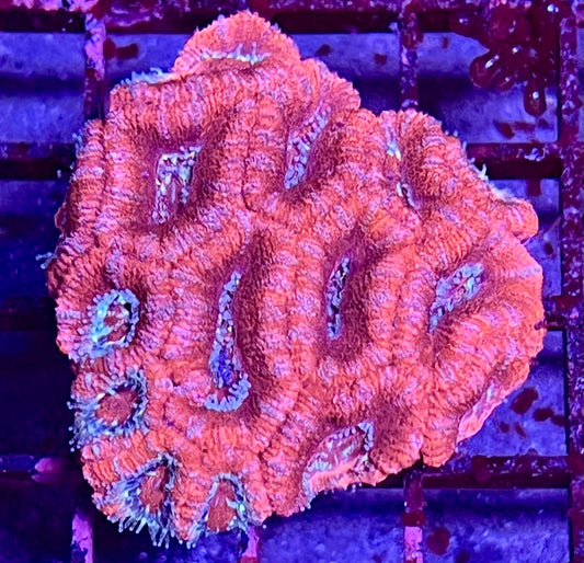 Large Super Ultra Acan Lorde Coral