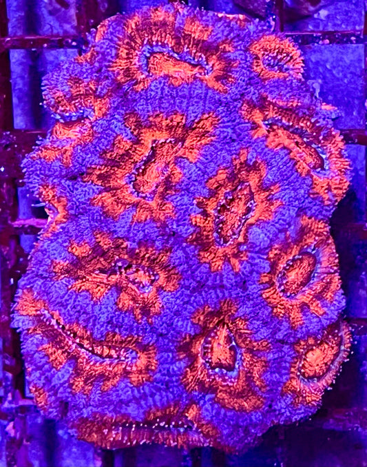 Large Super Ultra Acan Lorde Coral